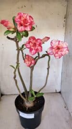 Planta Dobrada 3165 – 45cm – 03 anos - Imagem 2