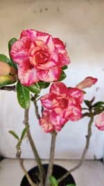 Planta Dobrada 3165 – 45cm – 03 anos