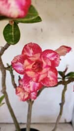 Planta Dobrada 3165 – 45cm – 03 anos - Imagem 3