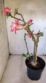 Planta Dobrada 3165 – 45cm – 03 anos - Imagem 8