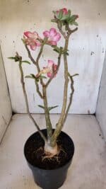 Planta Dobrada 3165 – 45cm – 03 anos - Imagem 7