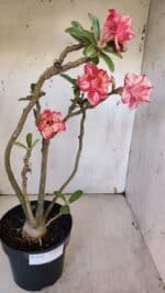 Planta Dobrada 3165 – 45cm – 03 anos - Imagem 5