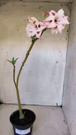 Planta Dobrada 3166 – 35cm – 03 anos - Imagem 2