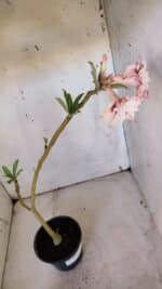 Planta Dobrada 3166 – 35cm – 03 anos - Imagem 5