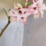 Planta Dobrada 3166 – 35cm – 03 anos