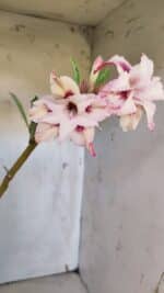 Planta Dobrada 3166 – 35cm – 03 anos