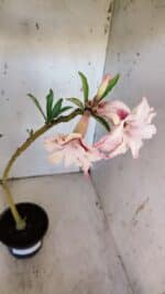 Planta Dobrada 3166 – 35cm – 03 anos - Imagem 4