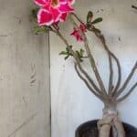 Planta Dobrada 3167 – 65cm – 06 anos