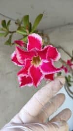 Planta Dobrada 3167 – 65cm – 06 anos - Imagem 3