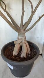 Planta Dobrada 3167 – 65cm – 06 anos - Imagem 10