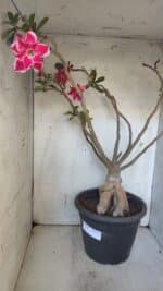 Planta Dobrada 3167 – 65cm – 06 anos - Imagem 12