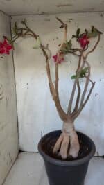 Planta Dobrada 3167 – 65cm – 06 anos - Imagem 11