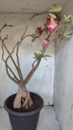 Planta Dobrada 3167 – 65cm – 06 anos - Imagem 9