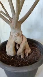 Planta Dobrada 3167 – 65cm – 06 anos - Imagem 6