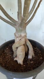 Planta Dobrada 3167 – 65cm – 06 anos - Imagem 8