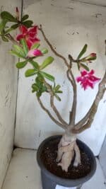 Planta Dobrada 3167 – 65cm – 06 anos - Imagem 7