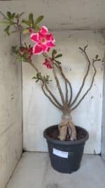 Planta Dobrada 3167 – 65cm – 06 anos - Imagem 5