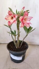 Planta Dobrada 3168 – 30cm – 02 anos - Imagem 2