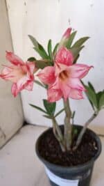 Planta Dobrada 3168 – 30cm – 02 anos - Imagem 4