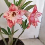 Planta Dobrada 3168 – 30cm – 02 anos