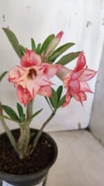 Planta Dobrada 3168 – 30cm – 02 anos