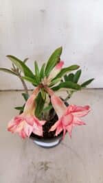 Planta Dobrada 3168 – 30cm – 02 anos - Imagem 5