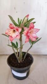 Planta Dobrada 3168 – 30cm – 02 anos - Imagem 8