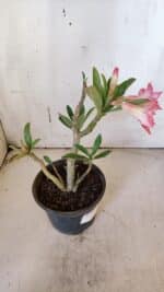 Planta Dobrada 3168 – 30cm – 02 anos - Imagem 7