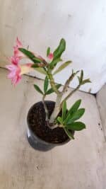 Planta Dobrada 3168 – 30cm – 02 anos - Imagem 6