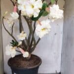 Planta Dobrada 3169 – 65cm – 05 anos