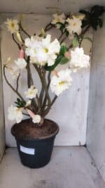 Planta Dobrada 3169 – 65cm – 05 anos