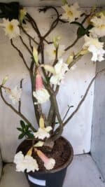 Planta Dobrada 3169 – 65cm – 05 anos - Imagem 6