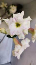 Planta Dobrada 3169 – 65cm – 05 anos - Imagem 3