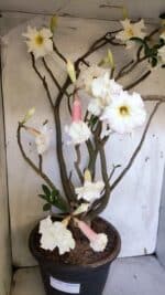 Planta Dobrada 3169 – 65cm – 05 anos - Imagem 4