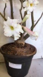 Planta Dobrada 3169 – 65cm – 05 anos - Imagem 5