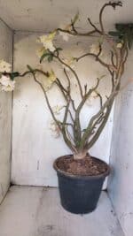 Planta Dobrada 3169 – 65cm – 05 anos - Imagem 9