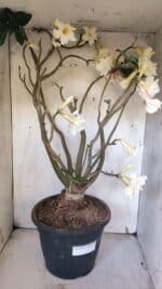 Planta Dobrada 3169 – 65cm – 05 anos - Imagem 8