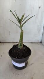 ENXERTO 11897 – 20cm (cor LM 424) - Imagem 2