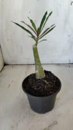 ENXERTO 11897 – 20cm (cor LM 424) - Imagem 3