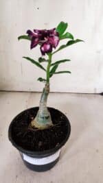 ENXERTO 11898 – 20cm (cor LM 989) Id: Estrela Purpura - Imagem 2