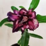 ENXERTO 11898 – 20cm (cor LM 989) Id: Estrela Purpura