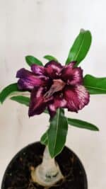 ENXERTO 11898 – 20cm (cor LM 989) Id: Estrela Purpura