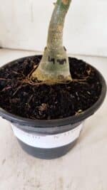 ENXERTO 11898 – 20cm (cor LM 989) Id: Estrela Purpura - Imagem 6