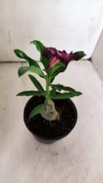 ENXERTO 11898 – 20cm (cor LM 989) Id: Estrela Purpura - Imagem 5