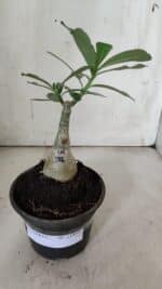 ENXERTO 11899 – 20cm (cor LM 1006) - Imagem 2