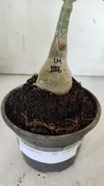 ENXERTO 11899 – 20cm (cor LM 1006) - Imagem 4