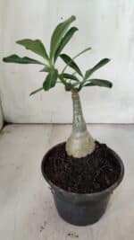 ENXERTO 11899 – 20cm (cor LM 1006) - Imagem 3