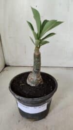 ENXERTO 11900 – 20cm (cor LM 425) - Imagem 2