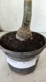 ENXERTO 11900 – 20cm (cor LM 425) - Imagem 4