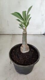 ENXERTO 11900 – 20cm (cor LM 425) - Imagem 3